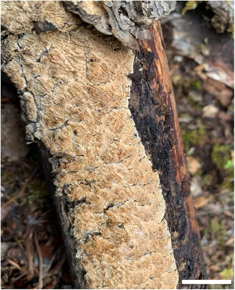 [1102575] LAME DROITE MULCHING 122 1102575